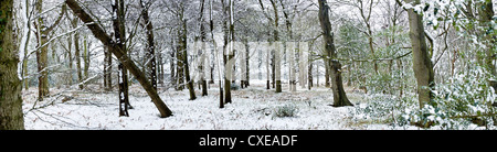 Fine couche de neige en anglais avec des bois, arbre tombé, West Sussex, Angleterre, Royaume-Uni, Europe Banque D'Images