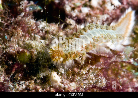 Beared tordeuse des canneberges (Hermodice carunculata), Sainte-Lucie, Antilles, Caraïbes, Amérique Centrale Banque D'Images