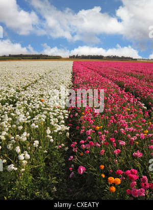 Un champ de fleurs violettes et blanches Banque D'Images