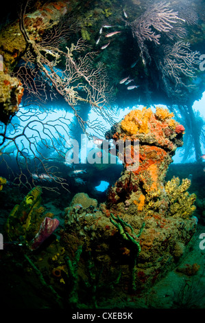 La croissance du corail à l'intérieur de l'épave du Lesleen M, cargo coulé comme récif artificiel en 1985 dans la baie de Anse Cochon, Sainte-Lucie Banque D'Images