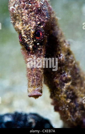 Longsnout seahorse (Hippocampus reidi), rare de Caraïbes, pousse jusqu'à 2,5 à 4 pouces, Sainte-Lucie, West Indies Banque D'Images