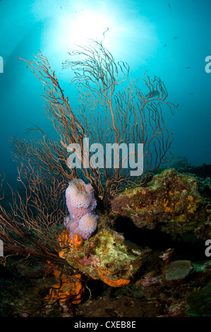 Coral Reef scène avec ventilateur et l'éponge, Sainte-Lucie, Antilles, Caraïbes, Amérique Centrale Banque D'Images