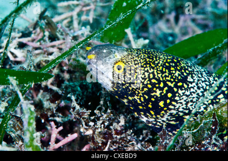 Murène étoilée (Echidna nebulosa), pousse jusqu'à 50cm, aux Philippines, en Asie du Sud-Est, l'Asie Banque D'Images