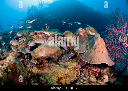 Repéré deux anguilles morale (Gymnothorax moringa), Sainte-Lucie, Antilles, Caraïbes, Amérique Centrale Banque D'Images