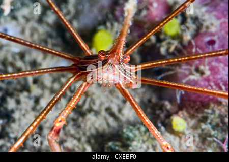 Yellowline crabe flèche (Stenorhynchus seticornis), Sainte-Lucie, Antilles, Caraïbes, Amérique Centrale Banque D'Images