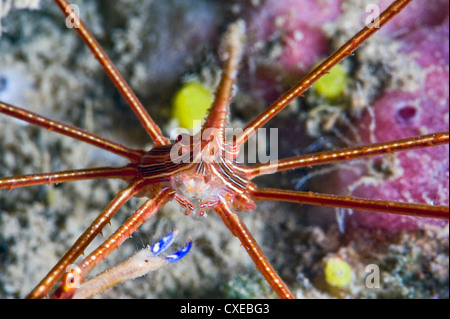 Yellowline crabe flèche (Stenorhynchus seticornis), Sainte-Lucie, Antilles, Caraïbes, Amérique Centrale Banque D'Images