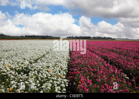 Un vaste champ de fleurs violet et blanc Banque D'Images