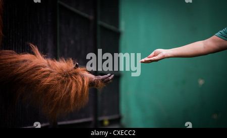 Un orang-outan en cage tend la main pour un cadeau d'une main humaine Banque D'Images