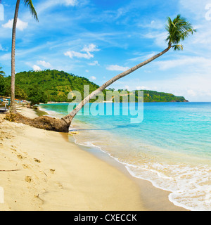 Surplombant la plage de palmiers, Nippah, Lombok, Nusa Tenggara Ouest, Indonésie, Asie du Sud, Asie Banque D'Images