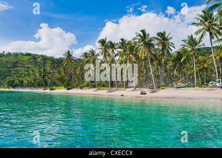 Palmiers, Nippah Beach, Lombok, Nusa Tenggara Ouest, Indonésie, Asie du Sud, Asie Banque D'Images