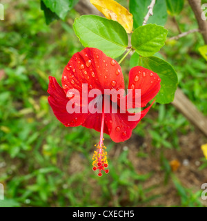 Hibiscus rouge Banque D'Images