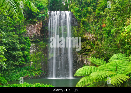 Millaa Millaa Falls entouré de fougères et de forêt tropicale. Banque D'Images