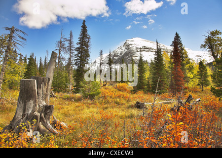 Couleurs de l'automne brillant Banque D'Images