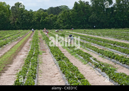 Boone Hall Plantation près de Charleston, Caroline du Sud U-Pick champ de fraises. Banque D'Images