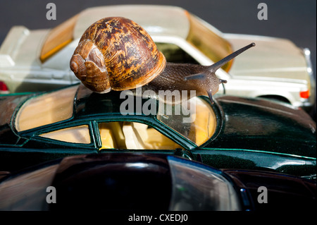 Voyageant à un rythme d'escargots Banque D'Images