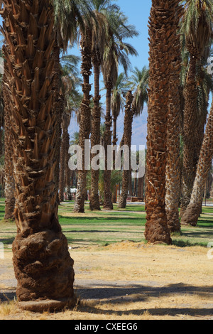 Palm avenue dans l'oasis Banque D'Images