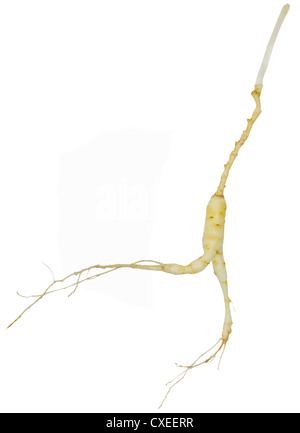 Ginseng sauvage frais isolé sur un fond blanc. Banque D'Images