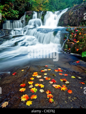 Vine feuilles d'érable dans la couleur de l'automne. Alsea Falls. De l'Oregon. Banque D'Images