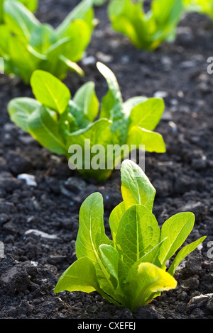 Les jeunes plants de laitue dans une ligne dans un jardin potager Banque D'Images