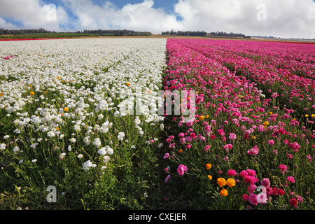 Un champ de fleurs violettes et blanches Banque D'Images