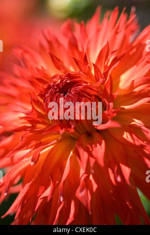 Plan macro sur une fleur de dahlia rouge brillant sur le terrain. Profondeur de champ Banque D'Images