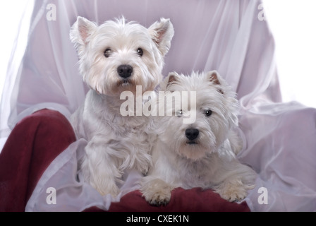 Deux adorables West Highland White Terriers dans une chaise contre un fond blanc. Banque D'Images
