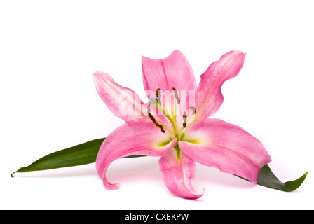 Lily rose sur fond blanc Banque D'Images