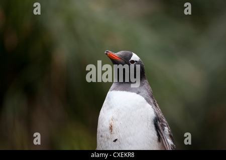 Gentoo pingouin (Pygoscelis papua papua) sur l'île de Géorgie du Sud. Banque D'Images