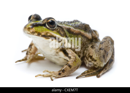 Rana ridibunda. Grenouille sur fond blanc Banque D'Images