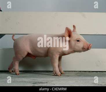 Yorkshire piglet, 15 livres, 3 semaines Banque D'Images