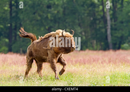 Bison d'Europe / Bison bonasus Banque D'Images