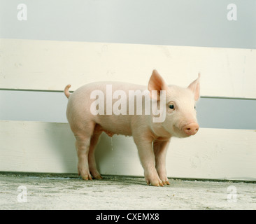 Yorkshire piglet ; 15 lbs.,3 semaines Banque D'Images