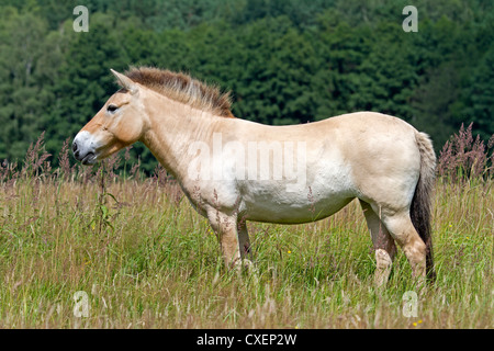 / Du cheval de Przewalski Equus ferus przewalskii Banque D'Images