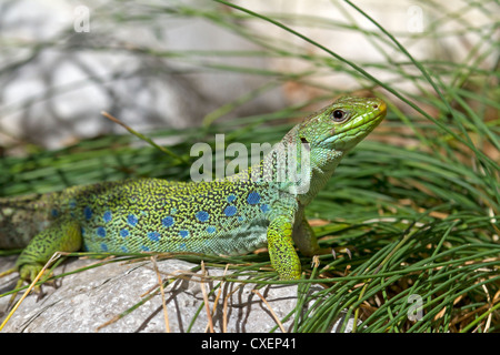 Ocellated Lizard / Timon lepidus Banque D'Images