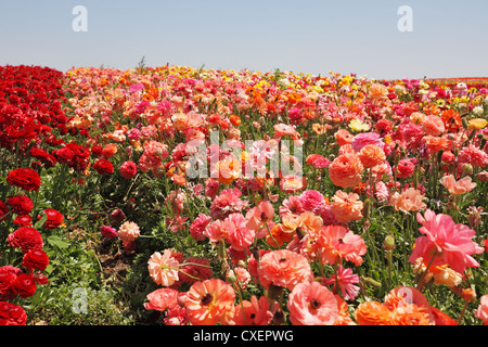 Une orange et rouge en fleurs renoncules Banque D'Images