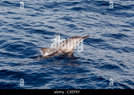 Spinner Dolphin, Stenella longirostris, Ostpazifischer Delfin, sauvage, bondissant, Maldives, océan Indien, Banque D'Images