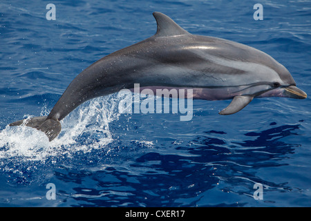 Dauphin bleu, Blau-Weißer Delfin, Stenella coeruleoalba, sauvage, bondissant, Maldives Océan Indien Banque D'Images