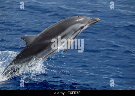 Dauphin bleu, Blau-Weißer Delfin, Stenella coeruleoalba, sauvage, bondissant, Maldives Océan Indien Banque D'Images