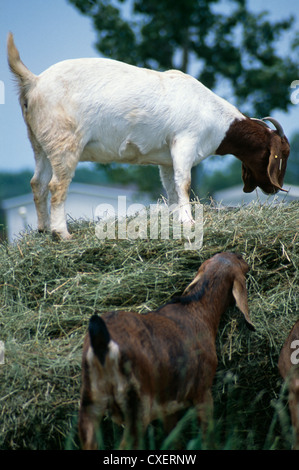 La chèvre BOER femme debout sur des tas de foin ALORS QUE D'AUTRES GRIGNOTENT SUR LA PAILLE / OHIO Banque D'Images