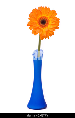 Gerbera Orange flower vase en bleu sur fond blanc Banque D'Images