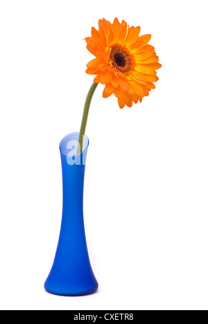 Gerbera Orange flower vase en bleu sur fond blanc Banque D'Images