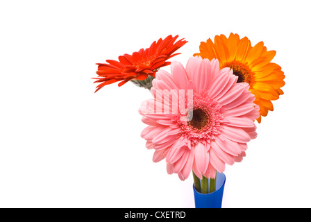 Belles fleurs dans vase gerber bleu sur fond blanc Banque D'Images