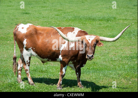 Longhorn steer dans un champ d'herbe verte Banque D'Images