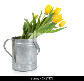 Tulipes jaunes dans un arrosoir en métal sur un fond blanc Banque D'Images