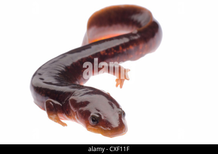 Salamandre tsitou chinois newt isolated on white Banque D'Images