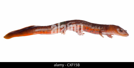 Salamandre tsitou chinois newt isolated on white Banque D'Images