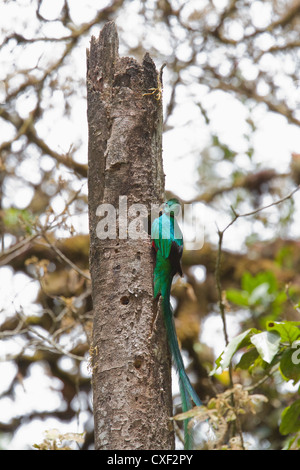 Homme Quetzal resplendissant (Pharomachrus mocinno) sur l'arbre à l'extérieur de son nid dans la zone Savegre du Costa Rica. Banque D'Images