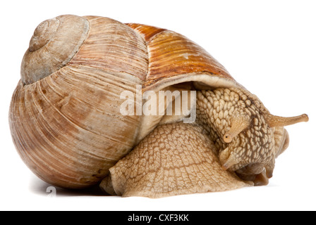 Snail isolé sur fond blanc Banque D'Images