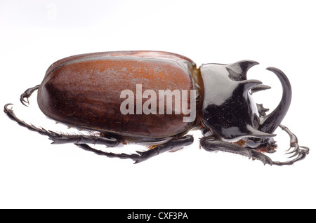 Scarab scarabée rhinocéros géant insecte Eupatorus isolés sukkiti Banque D'Images