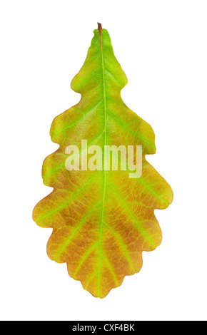 feuille de chêne Banque D'Images